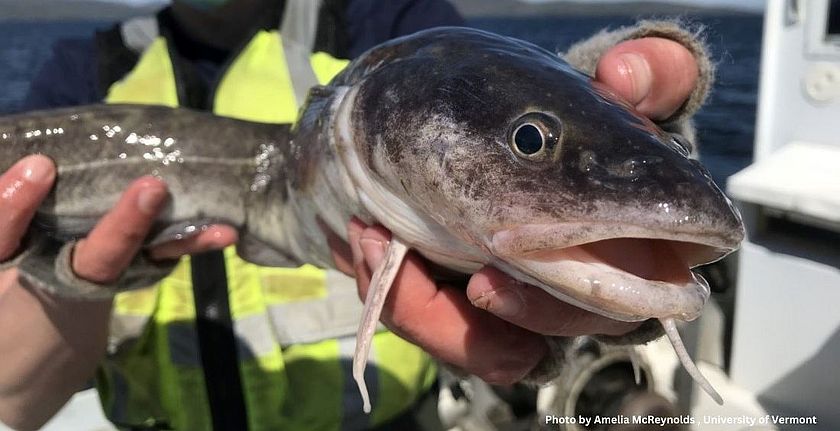 Burbot (Lota Lota) is Caught on Fishing Line for Bottom Fishing in