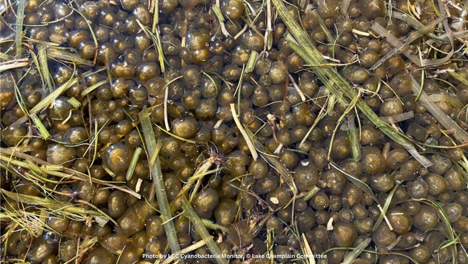 July Webinar – Beneath the Surface: Exploring Benthic Cyanobacteria in Freshwater Systems